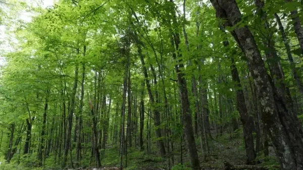 An image of trees in a forest on a cloudy day